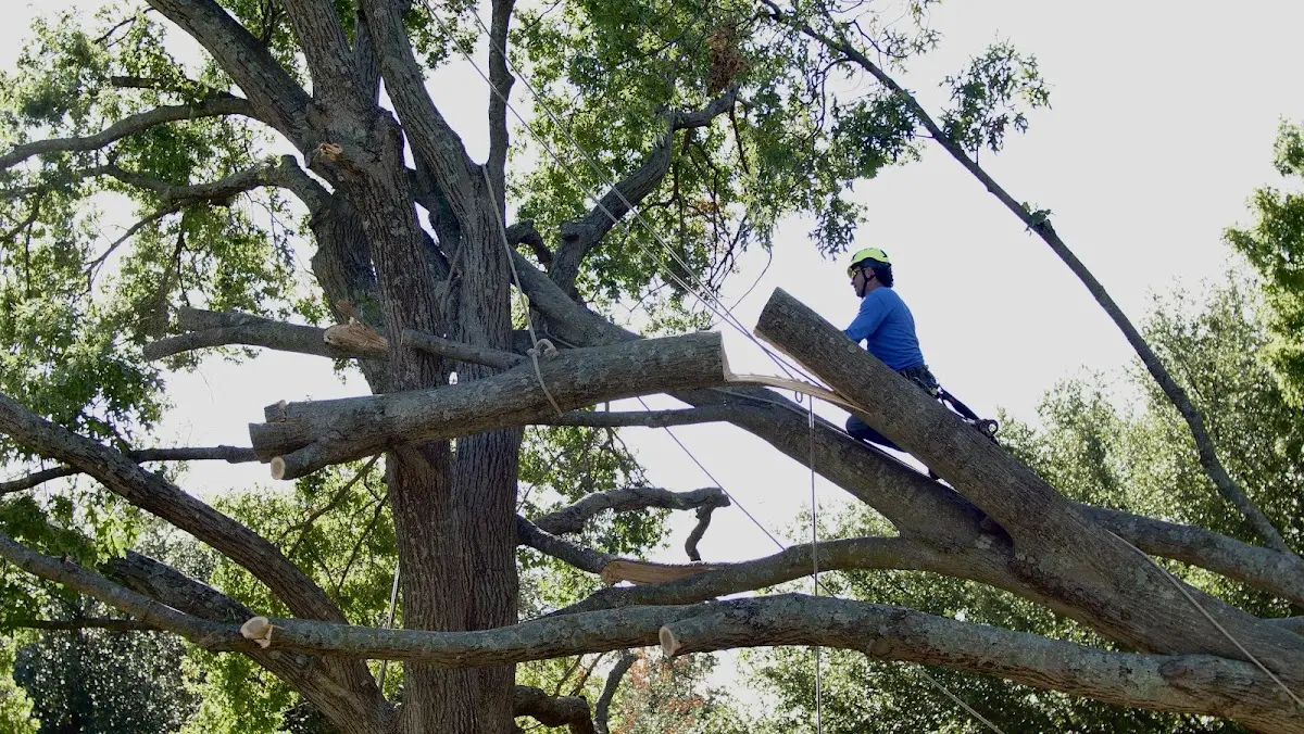 Professional Crown Thinning performed by certified arborists in Reeseville